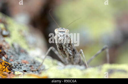 Camouflaged grasshopper on a rock Stock Photo