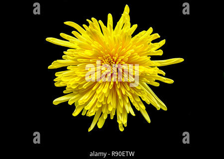 Closeup of yellow vibrant auburn Chrysanthemums on black background Stock Photo