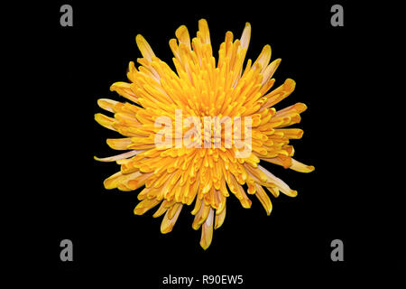 Closeup of yellow vibrant auburn Chrysanthemums on black background Stock Photo