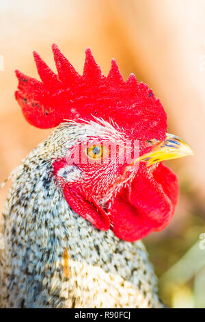 close-up of a rooster Stock Photo