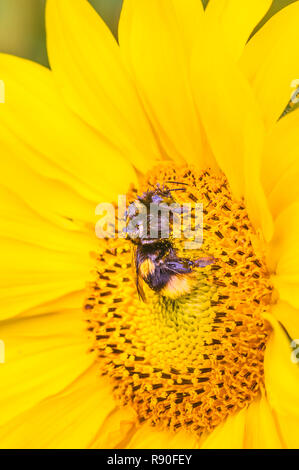 pollen covered bee on a sunflower blossom Stock Photo