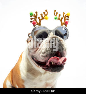 A English Bulldog showing some festive cheer by wearing sunglasses and festive antlers Stock Photo