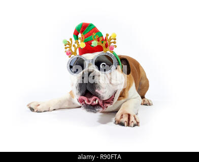 A English Bulldog showing some festive cheer by wearing sunglasses and festive antlers Stock Photo