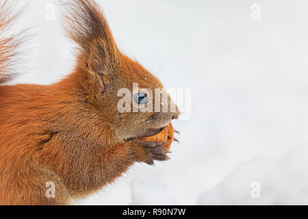 Closeup of Eurasian red squirrel (Sciurus vulgaris) isolated in white background eating nut in snow in winter. In winter season is difficult for squir Stock Photo