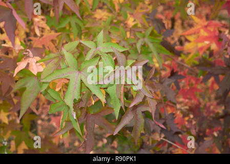 Liquidambar styraciflua multicolored foliage in autumn Stock Photo