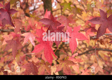 Liquidambar styraciflua multicolored foliage in autumn Stock Photo