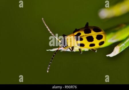 A Spotted Cucumber Beetle (Diabrotica undecimpunctata) on pine needles from an overhead view. Stock Photo