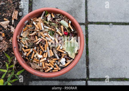 Discarded cigarette butts in a flower pot Stock Photo