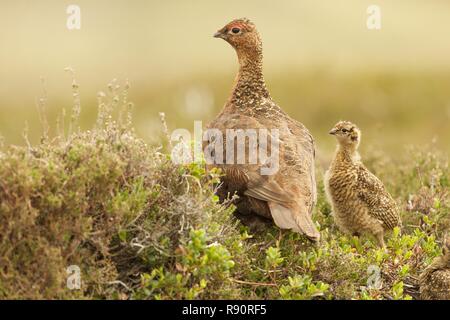 Female Red Grouse with chick, Cairngorm National Park, Highland Scotland Stock Photo