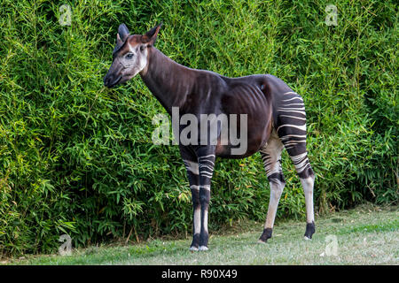 Okapi (Okapia johnstoni) native to the Congo in Central Africa Stock Photo