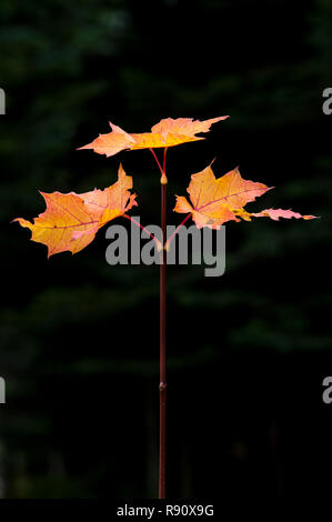 Maple Stem with Leaves in forest setting Stock Photo