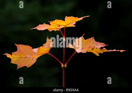 Maple Stem with Leaves in forest setting Stock Photo
