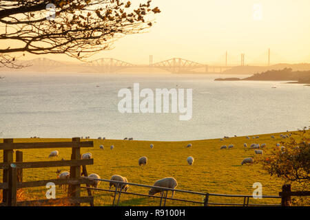 Looking across a farmers field with sheep to the Forth Bridges, Fife Scotland. Stock Photo