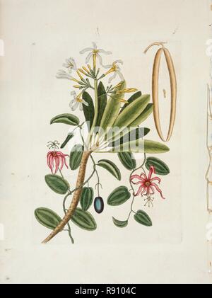 Plumeria obtusa L. (Singapore Frangipani), c1700-1740. Creator: Mark Catesby. Stock Photo