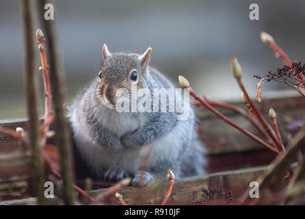 Eastern Grey Squirrel Sciurus carolinensis sitting on a garden fence in a Scottish Garden. Stock Photo