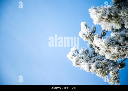 Frosted tree in frosty day against the blue sky, drizzle on tree branches Stock Photo