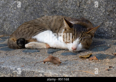 Sleeping alley cat on the street in autumn Stock Photo