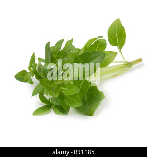Fresh twig of Ocimum Basilicum Piccolino isolated on white background Stock Photo