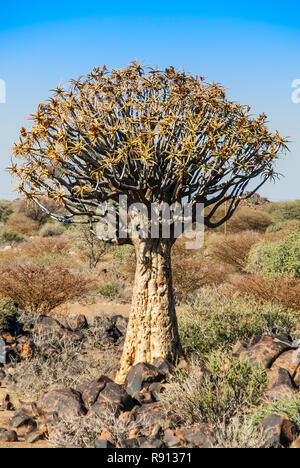 Quiver Tree Forest (Aloe Aloidendron dichotoma) or kokerboom or Köcherbaumwald near Keetmanshoop in Namibia, Africa Stock Photo