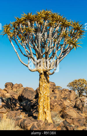 Quiver Tree Forest (Aloe Aloidendron dichotoma) or kokerboom or Köcherbaumwald near Keetmanshoop in Namibia, Africa Stock Photo