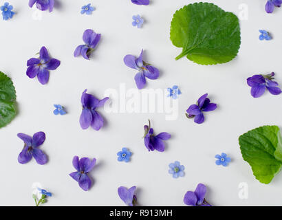 Pattern of Bright Purple Violet Viola Flowers against white background. Top view floral background. Stock Photo