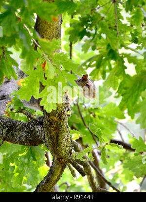 Grey Squirrel (Eastern Grey Squirrel / Gray Squirrel) Sciurus carolinensis, in an oak tree. UK, Stock Photo
