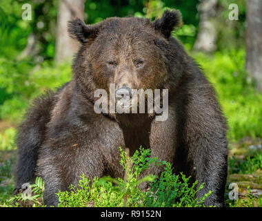 Adult Male Brown Bear. Close up portrait of Brown bear  in the summer forest. Green natural background. Natural habitat. Scientific name: Ursus Arctos Stock Photo