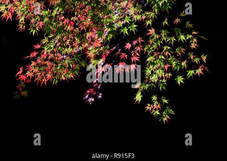 Red Maple leaves against back background Stock Photo