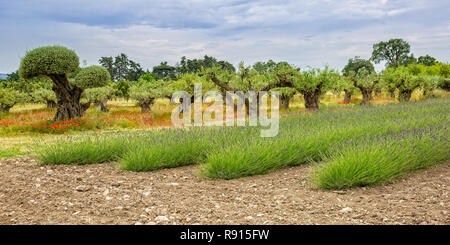 Mediterranean garden in Provence. Olive trees, poppies and lavender field, Provence, Luberon, Vaucluse, France