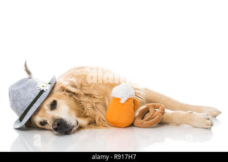 Drunk dog isolated on white Stock Photo