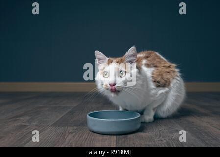 Cute tabby cat sitting around the food bowl and licking his mouth. Stock Photo