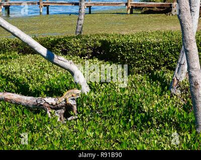 Green iguana (Iguana iguana), an invasive species that has overrun the Florida Keys, basking in the sun on Marathon Key, Florida, USA. Stock Photo