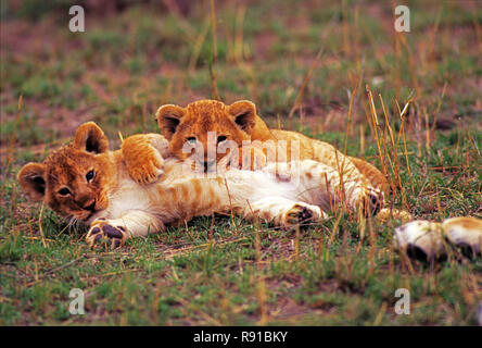 Lion (Panthera leo) cubs having fun, Masai Mara Game Reserve, Kenya ...