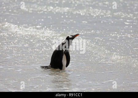 A penguin is standing in the shallow surf on the beach in The Neck on Saunders Island, Falkland Islands Stock Photo