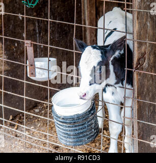 Cattle photographed on a typical dairy farm Stock Photo - Alamy