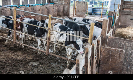Cattle photographed on a typical dairy farm Stock Photo - Alamy