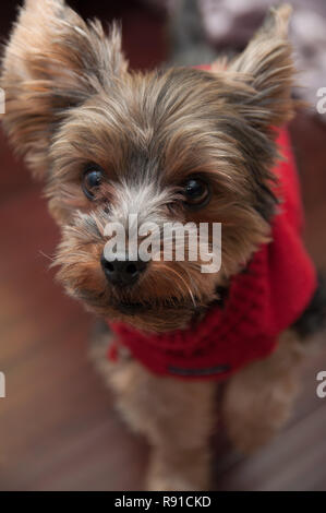 Yorkshire Terrier in red sweater Stock Photo
