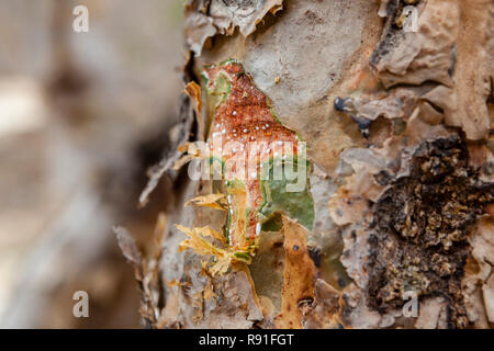 Sap on the trunk of a frankincense tree near Salalah in the southern Dhofar Province in Oman Stock Photo