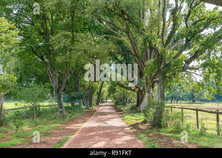 Irene Dairy Farm is a working dairy farm in Irene, Pretoria, where research is being done. Stock Photo