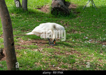 Irene Dairy Farm is a working dairy farm in Irene, Pretoria, where research is being done. Stock Photo