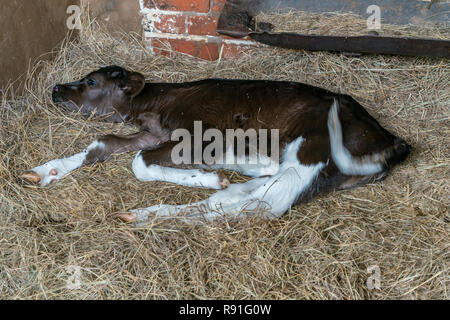 Irene Dairy Farm is a working dairy farm in Irene, Pretoria, where research is being done. Stock Photo