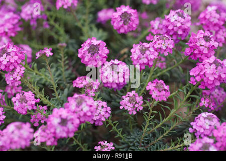 Aethionema 'Warley Rose' flowers. Stock Photo