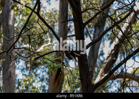 truck rollovr Lang Lang Victoria Australia the road will be closed for the next 4 hours + on Westernport Rd on fatalities.single vehicle accident Stock Photo