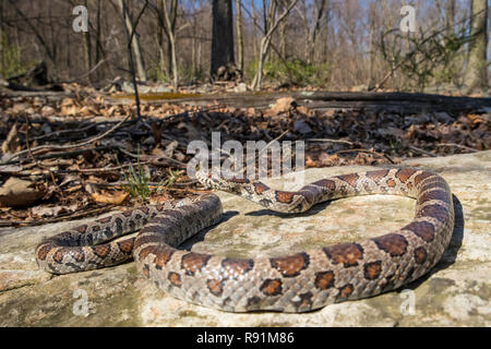 Eastern milk snake - Lampropeltis triangulum Stock Photo