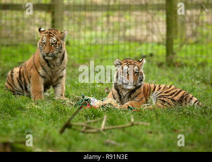 Six month old Amur Tiger cubs in their enclosure at ZSL Whipsnade Zoo in Bedfordshire. The Amur tiger, formerly known as the Siberian tiger. Stock Photo