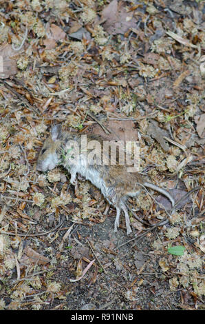 Tote Maus Waldweg Stock Photo Alamy