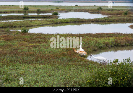 A family of Whooping Cranes (Grus americana) foraging in their winter habitat. Aransas National Wildlife Refuge, Texas, USA. Stock Photo