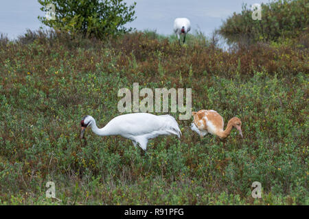 A family of Whooping Cranes (Grus americana) foraging in its winter habitat. Aransas National Wildlife Refuge, Texas, USA. Stock Photo