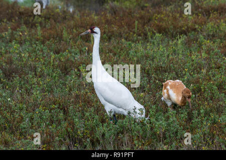 A family of Whooping Cranes (Grus americana) foraging in its winter habitat. Aransas National Wildlife Refuge, Texas, USA. Stock Photo