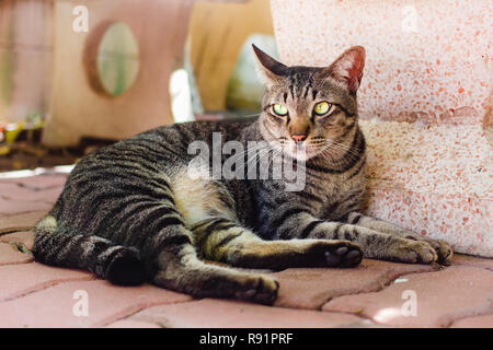 Thai cat, lovely animal at home in Thailand. Stock Photo